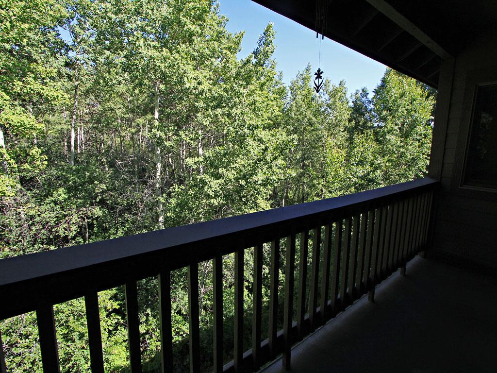 Beautiful views of the Aspen trees