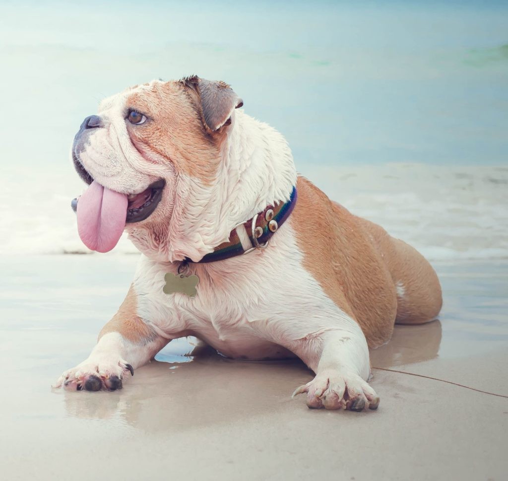 498499 Englishbulldogwithtonguehangingoutonbeachcopy21024x969