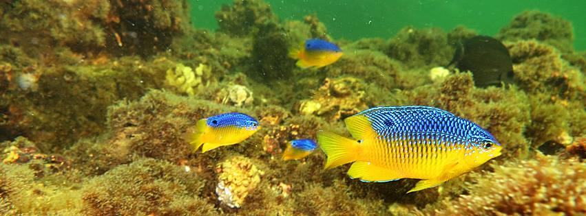 58394 Navarrebeachmarinesanctuarycolofulfishbysandikemp
