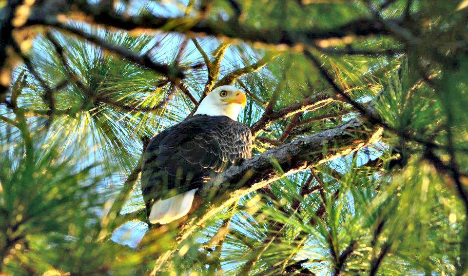 58538 Baldeaglebonsecour