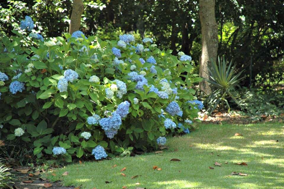 58578 Bellingrathhydrangeas2