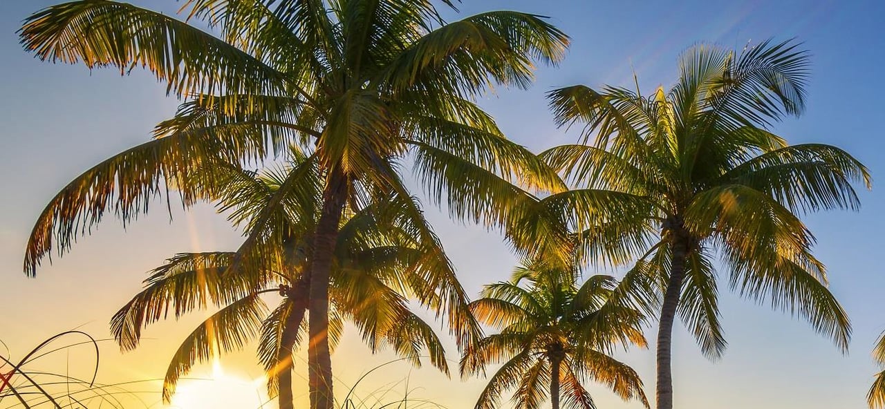 58715 Palmtreesmwtstock