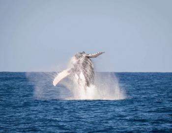 7293 Humpback_whale_watching 1