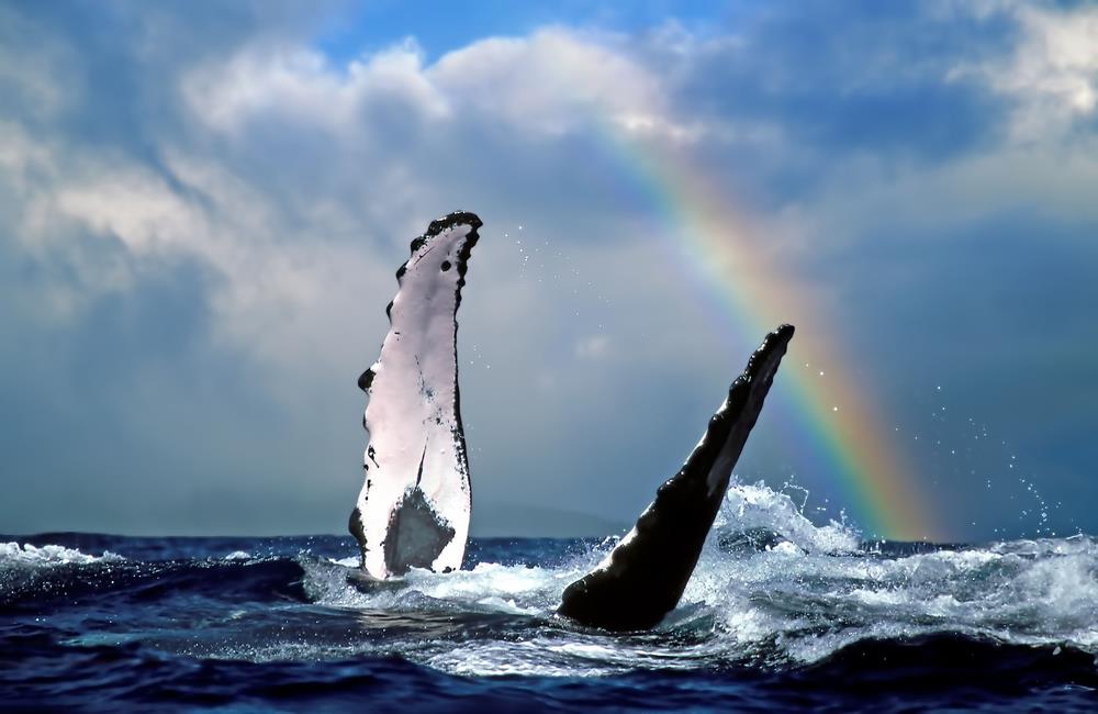 7424 Whales_in_hawaii_in_front_of_rainbow