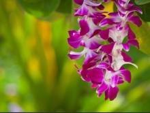 7425 The_lei