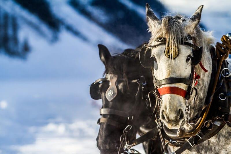 29 A Couple Of Horses Wearing Harnesses
