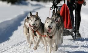 31 A Group Of Dogs On A Leash In The Snow