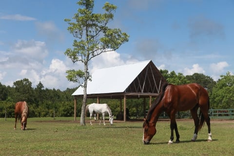 arnettes horses