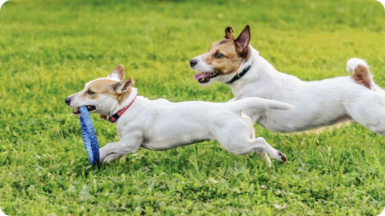 dog_Category_DT