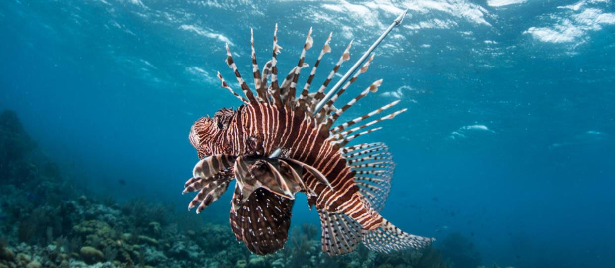 LionfishFestival