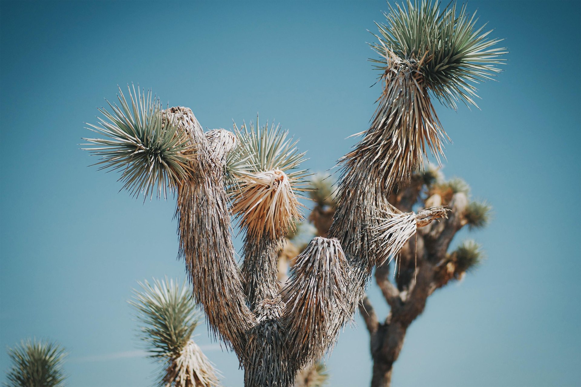 JoshuaTreeNationalPark