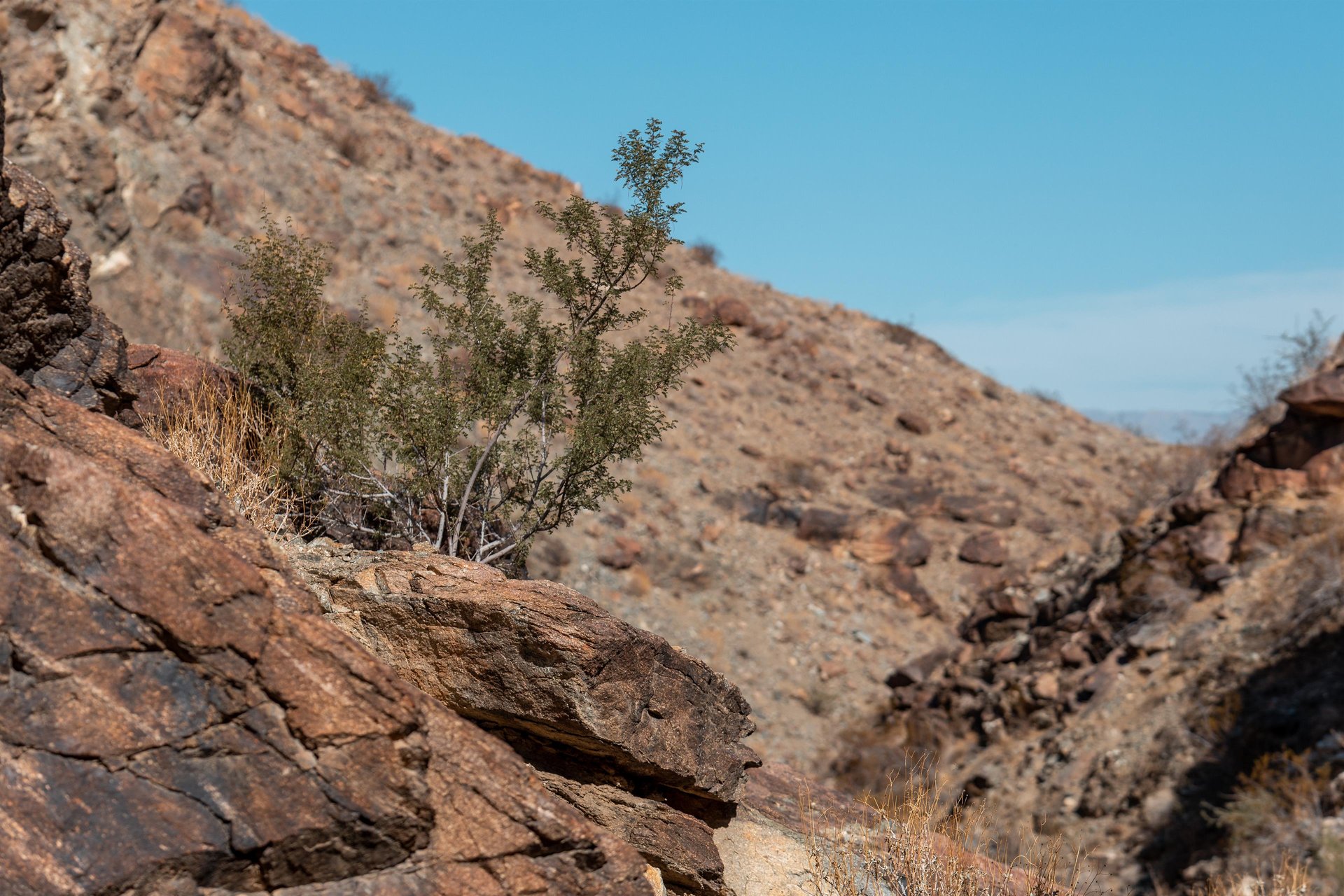Araby Trails
