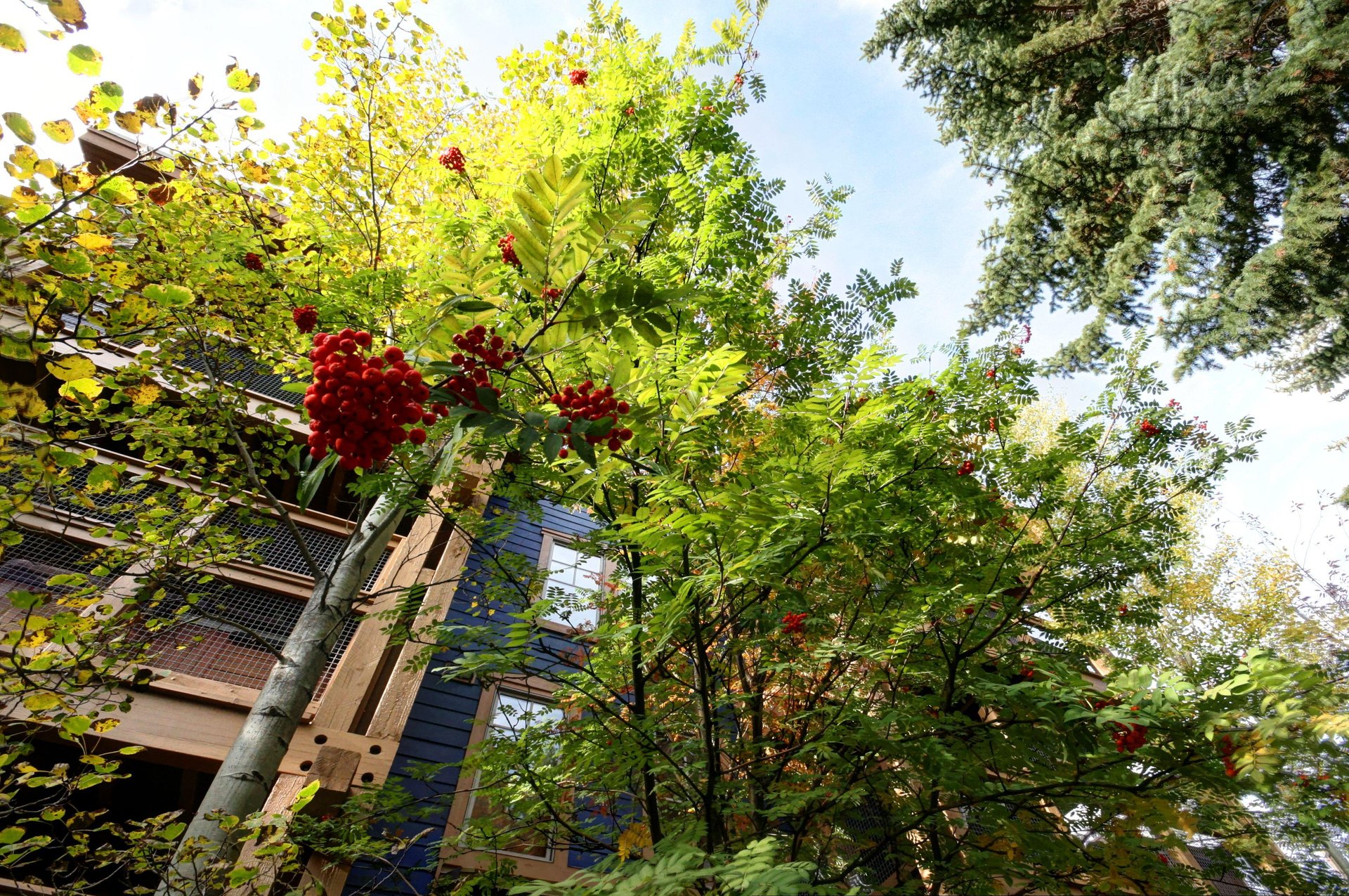 Town Pointe Exterior and the lush greenery in the summer.