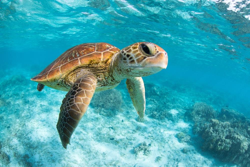 Enjoy sea turtles in their natural habitat when you stay at Tybee Island vacation rentals shutterstock_2211623511 1