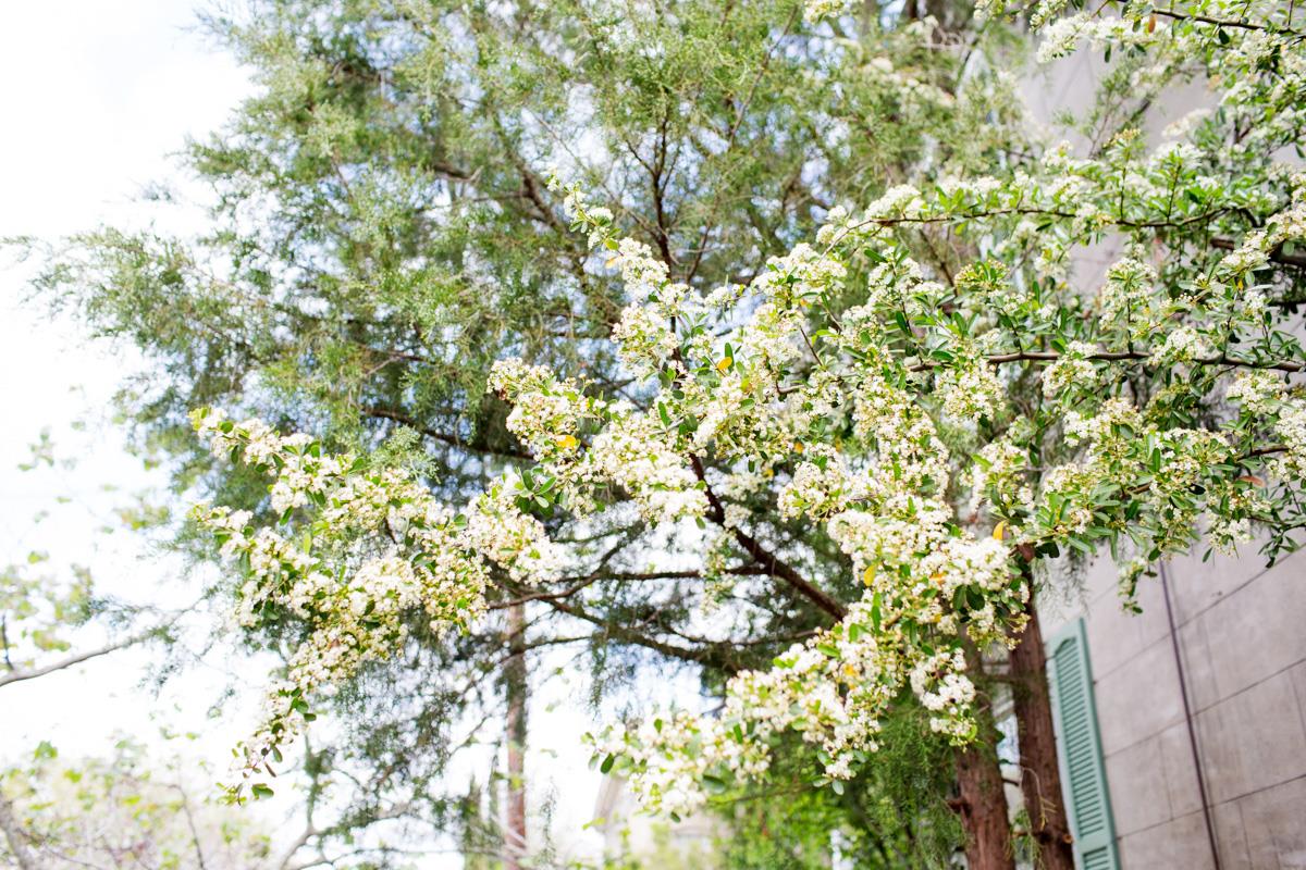 Welcome to beautiful Savannah.