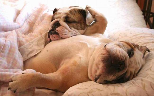 Birdcage  Pet Friendly 25