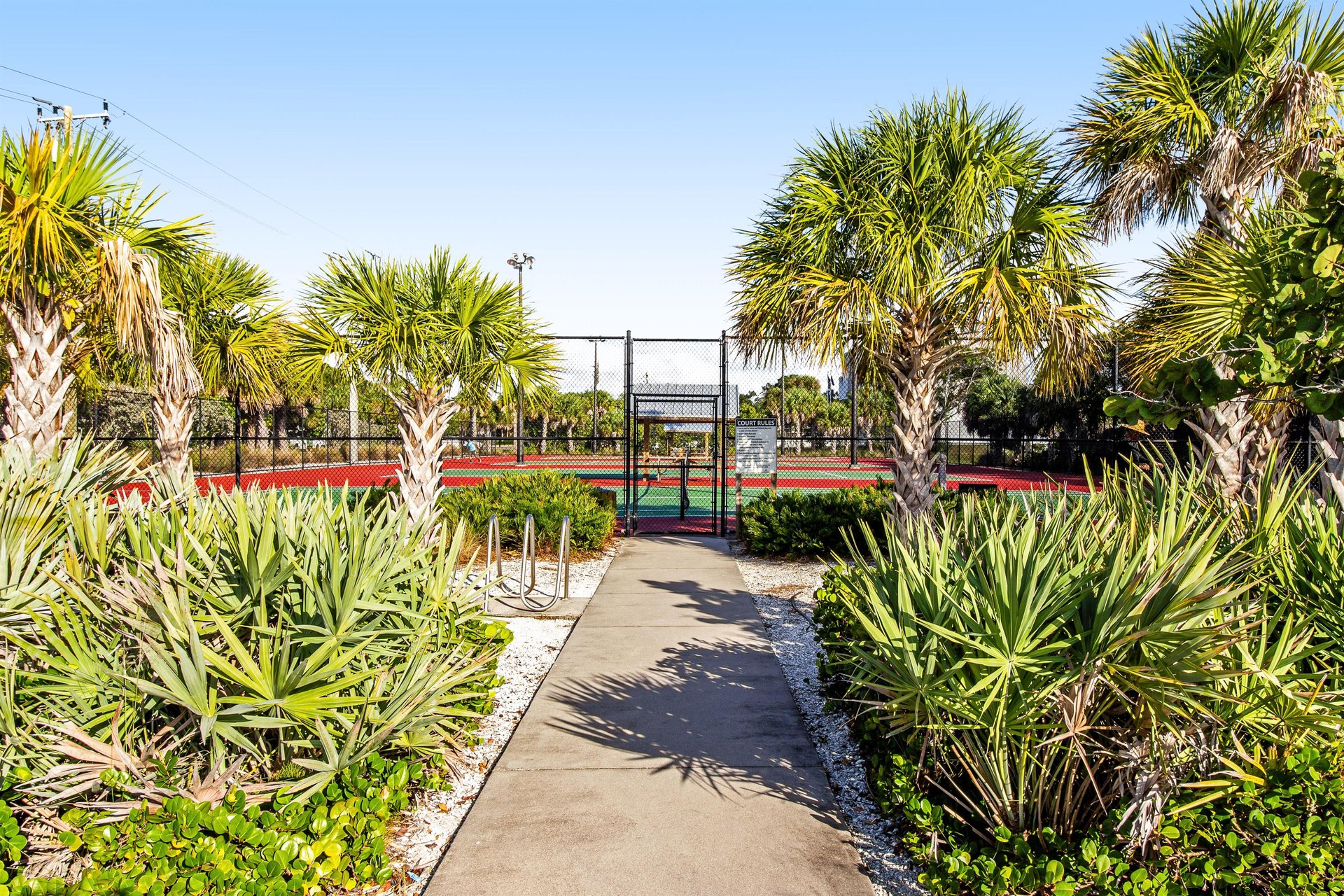 Blue Palm 33