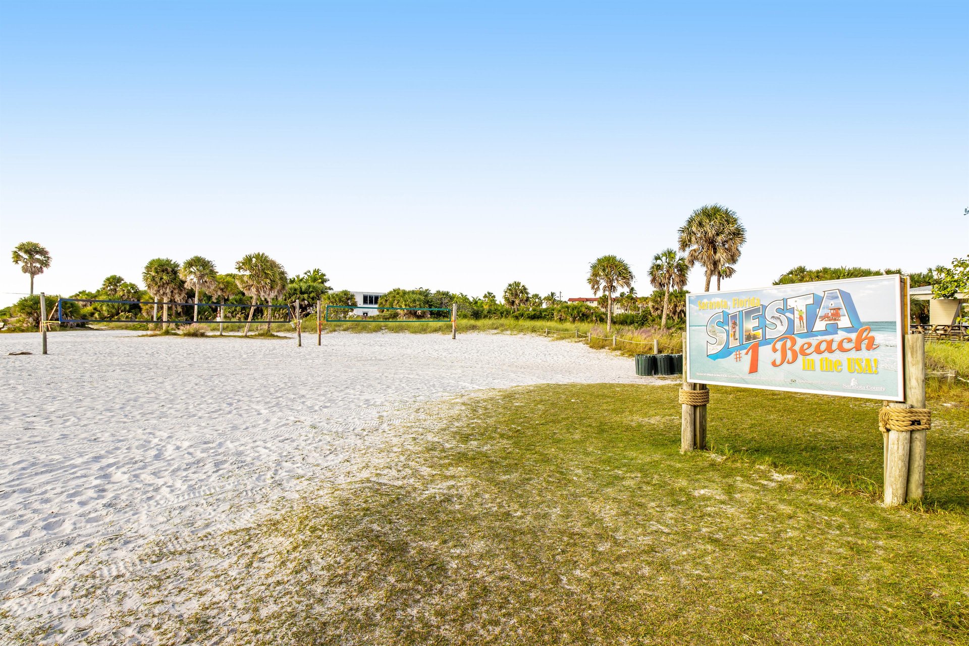Blue Palm 37