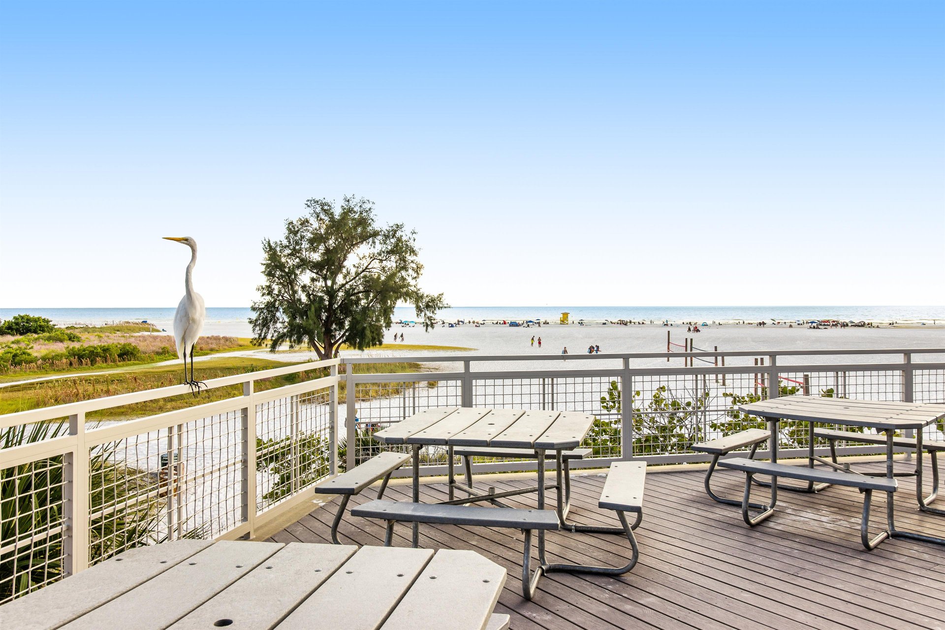 Blue Palm 38