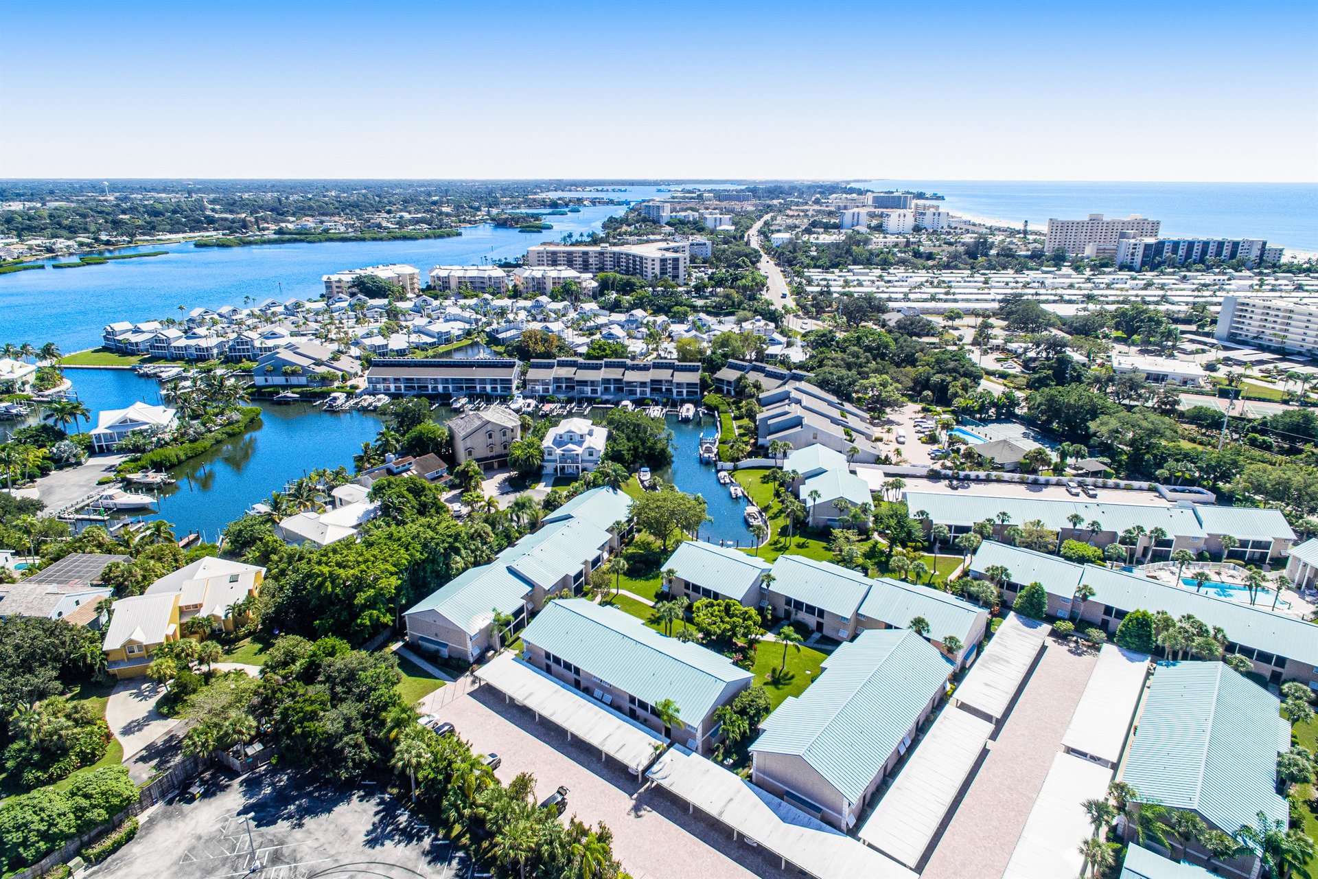 Blue Palm 45