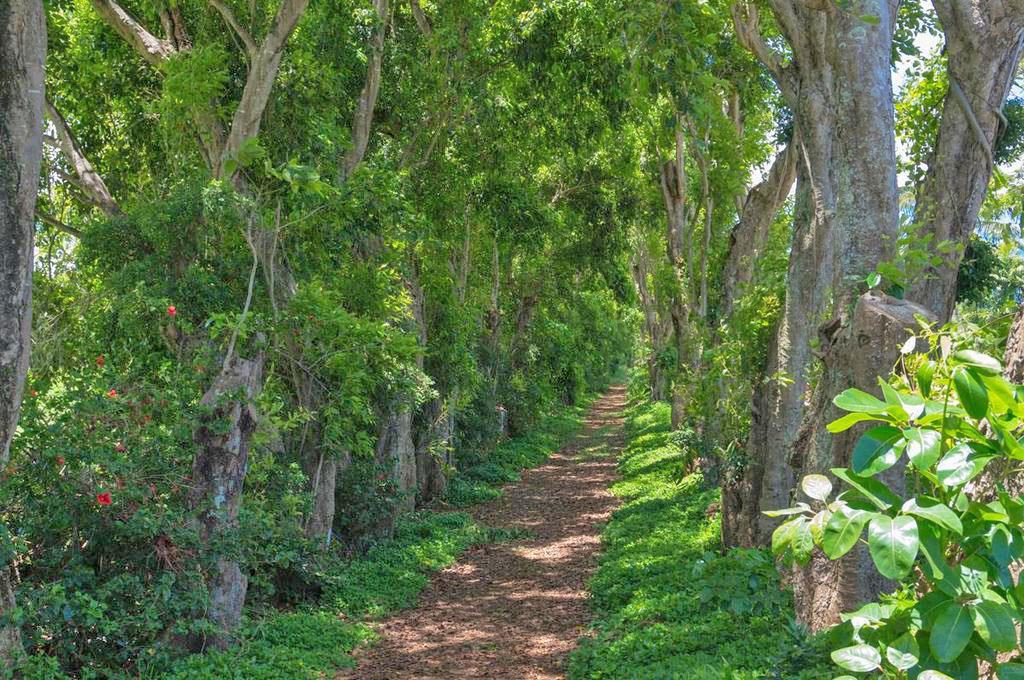 Walking path