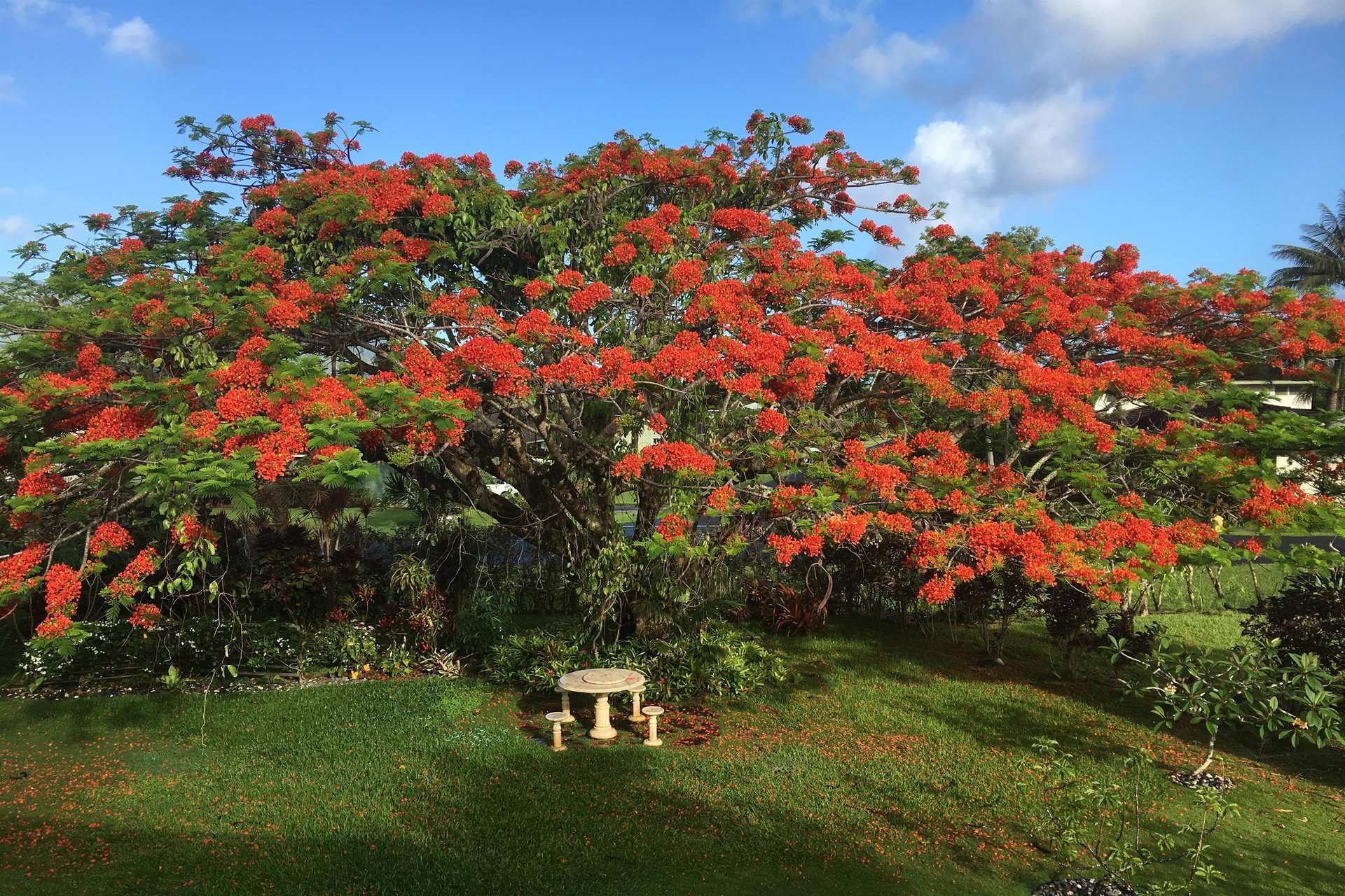 Royal Poinciana Tree