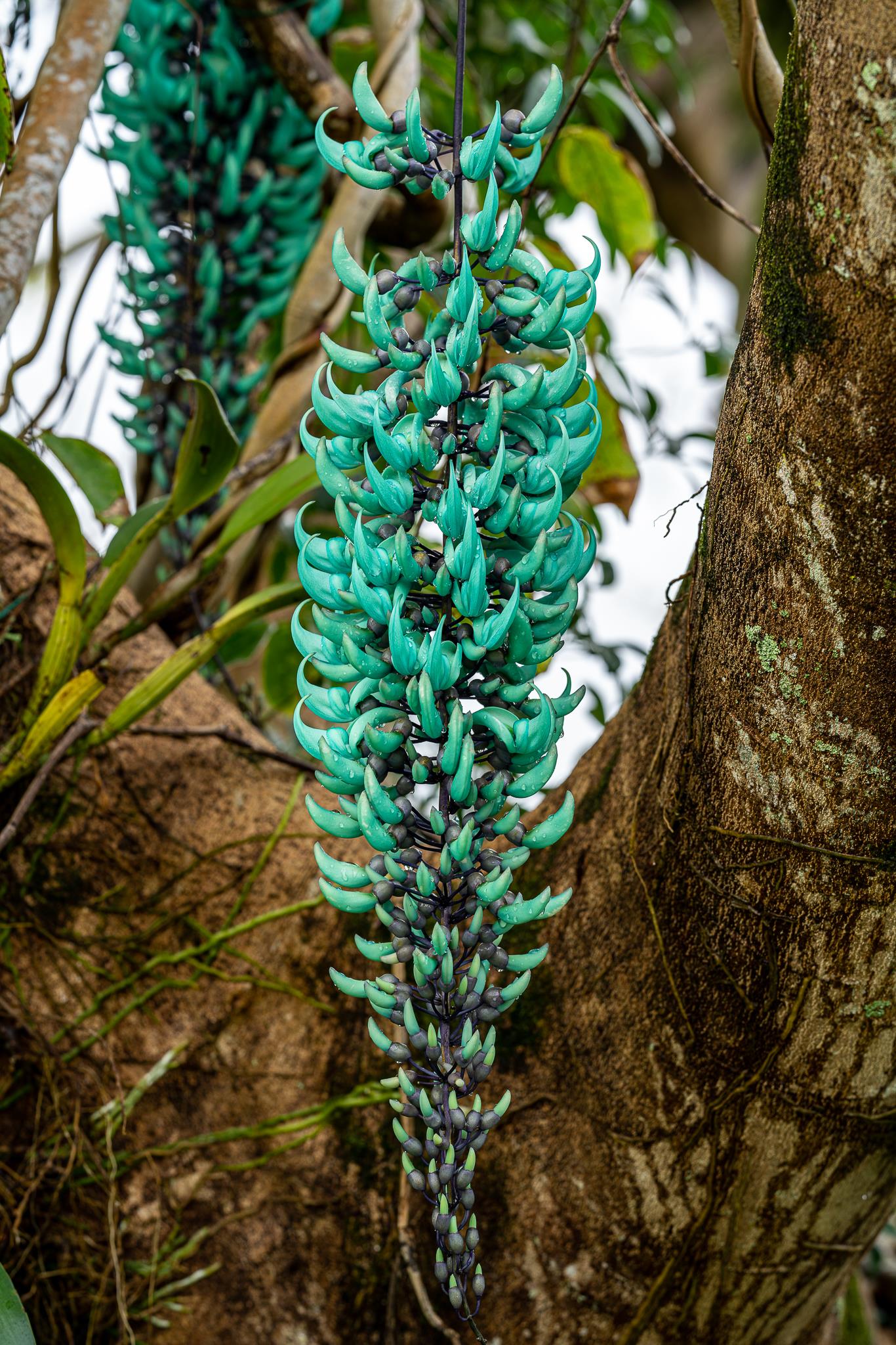 Blue Jade Vine