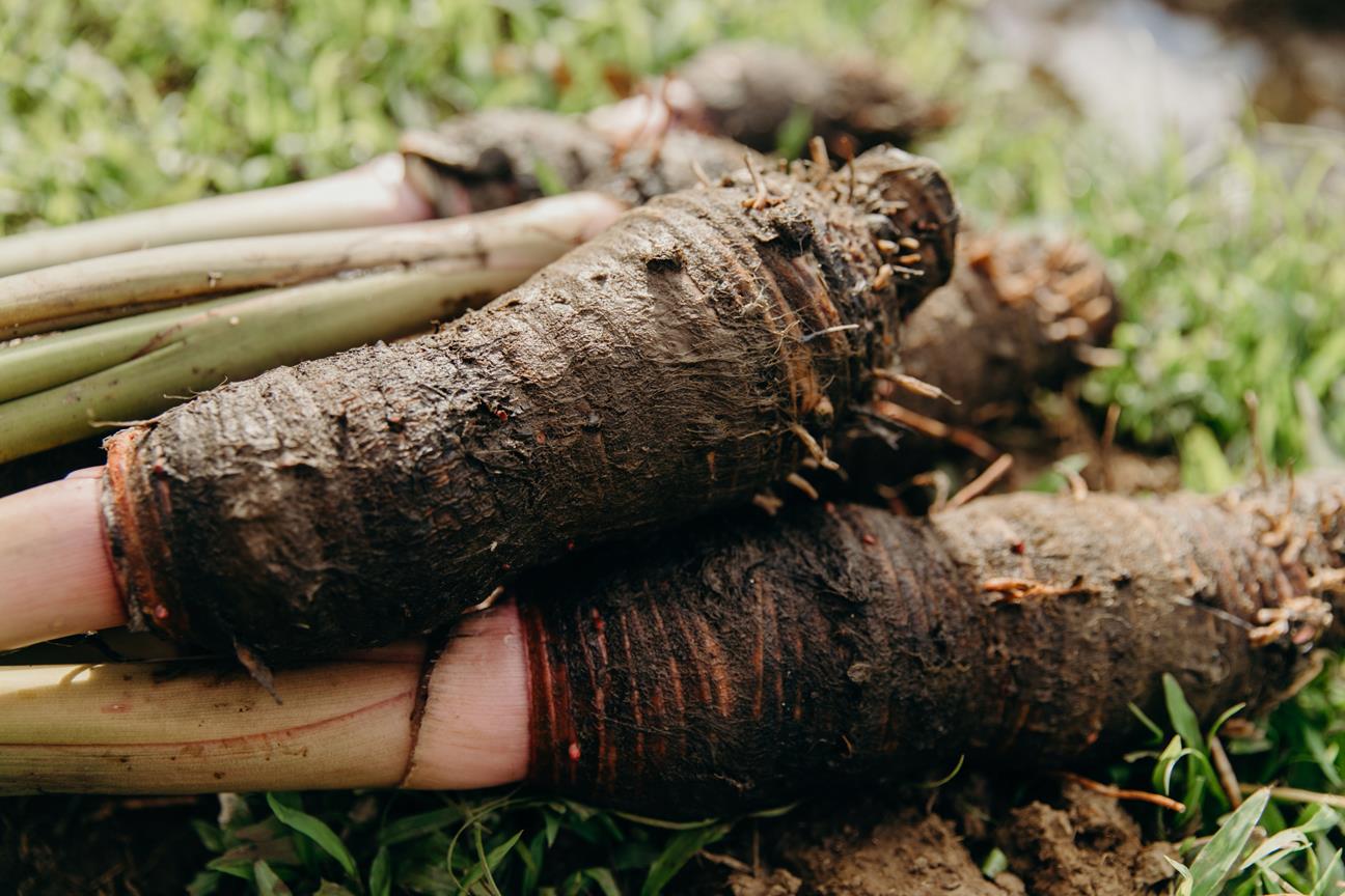 Kalo taro corm ... Credit HTA  Heather Goodman