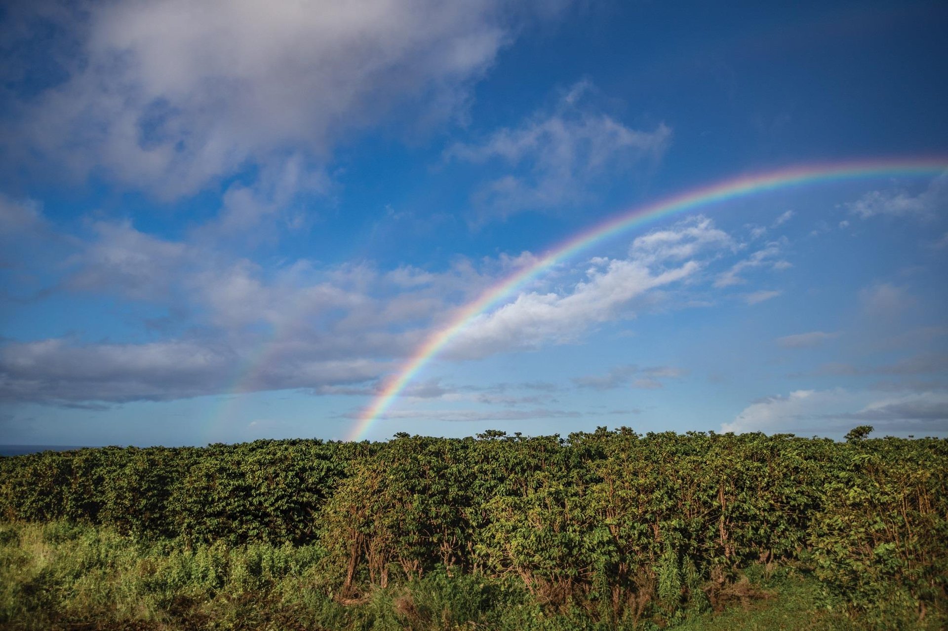 Anuenue over Kauai Coffee fields ... Credit HTA  Ben Ono