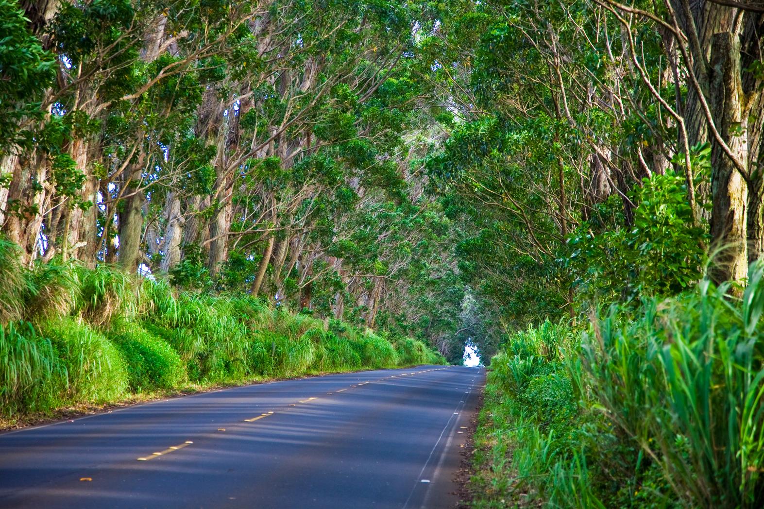 Tree Tunnel ... Credit HTA  Tor Johnson
