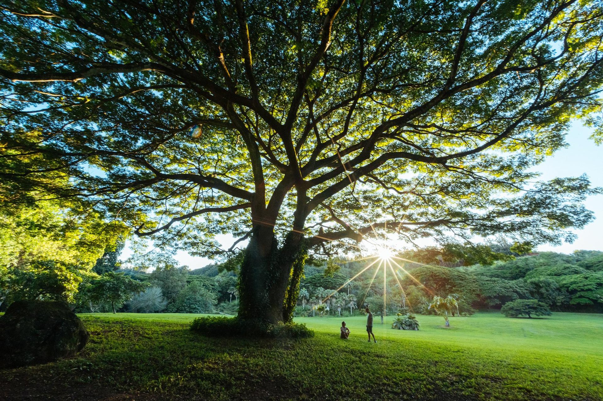 McBryde Garden ... Credit HTA  Ben Ono
