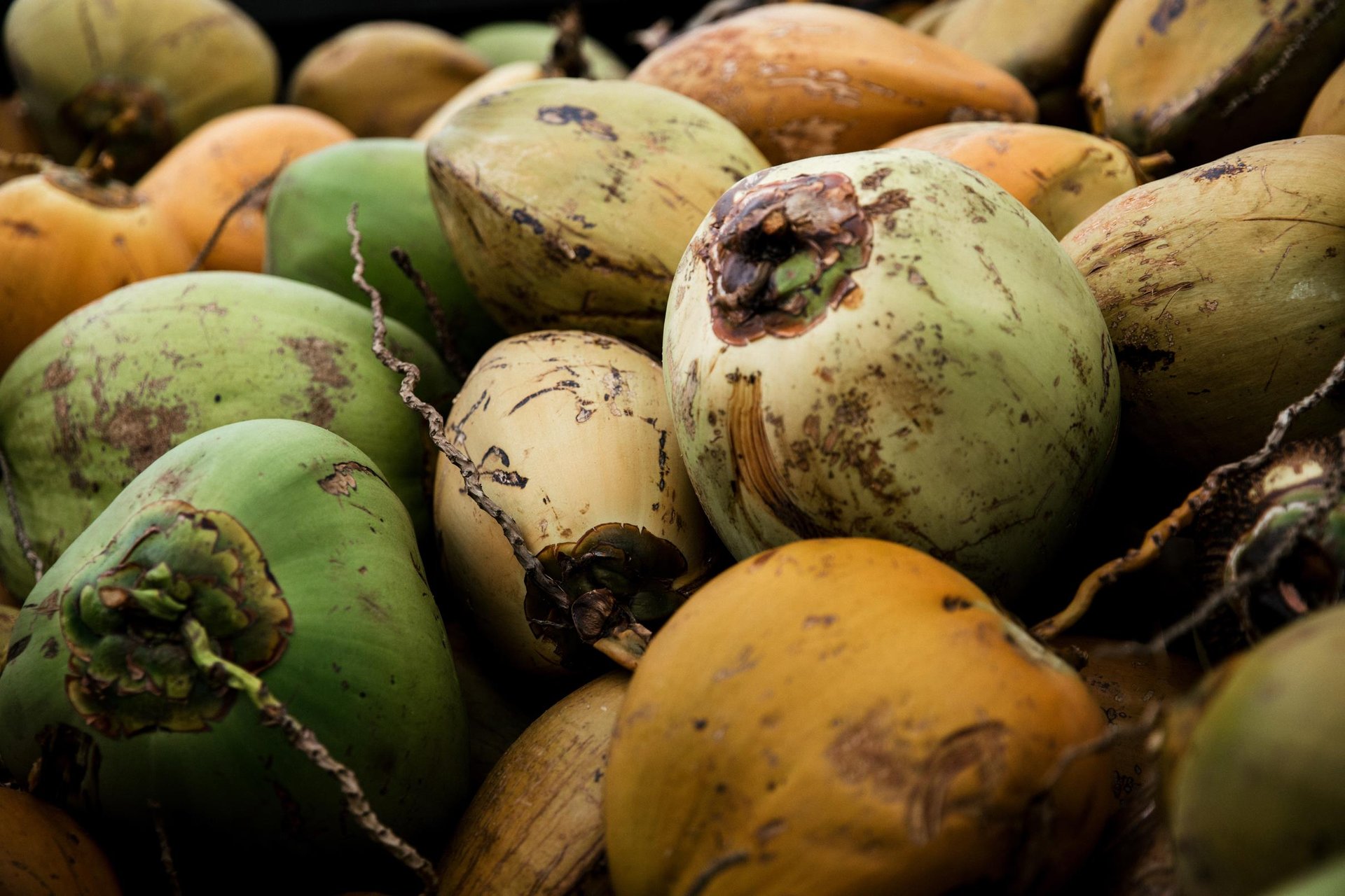 Fresh Coconuts ... Credit HTA  Heather Goodman