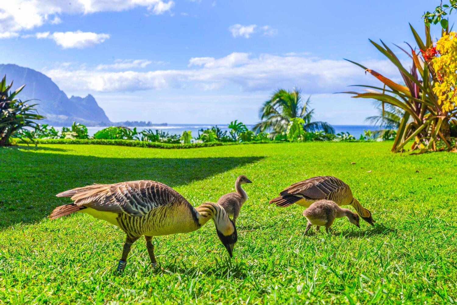 Hawaii State Bird Nene goose
