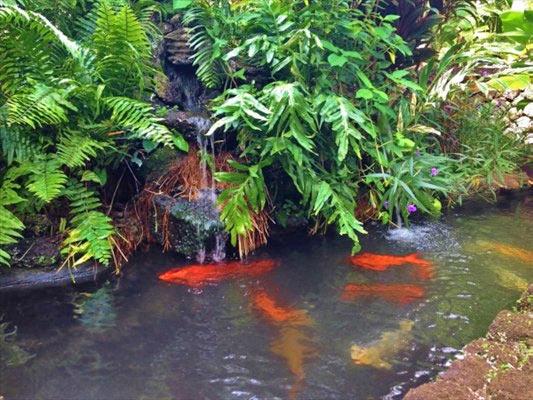 Koi Pond