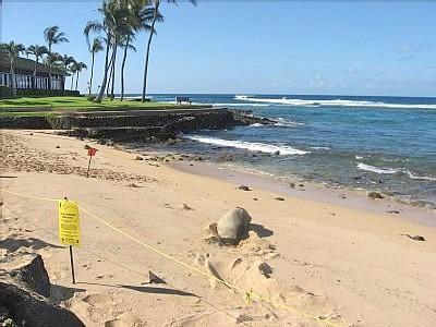 Monk Seal at beach across street
