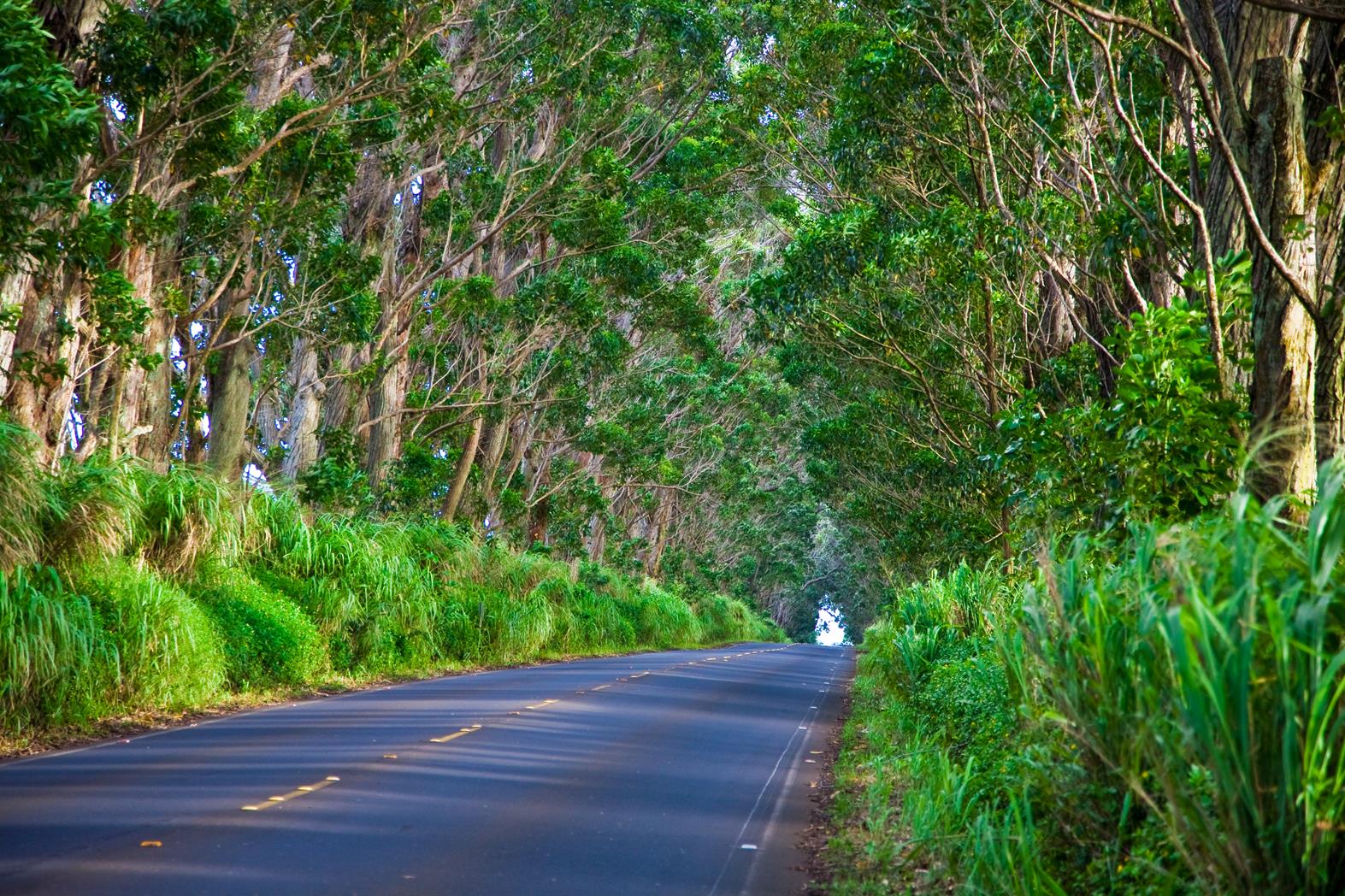 Tree Tunnel ... Credit HTA  Tor Johnson