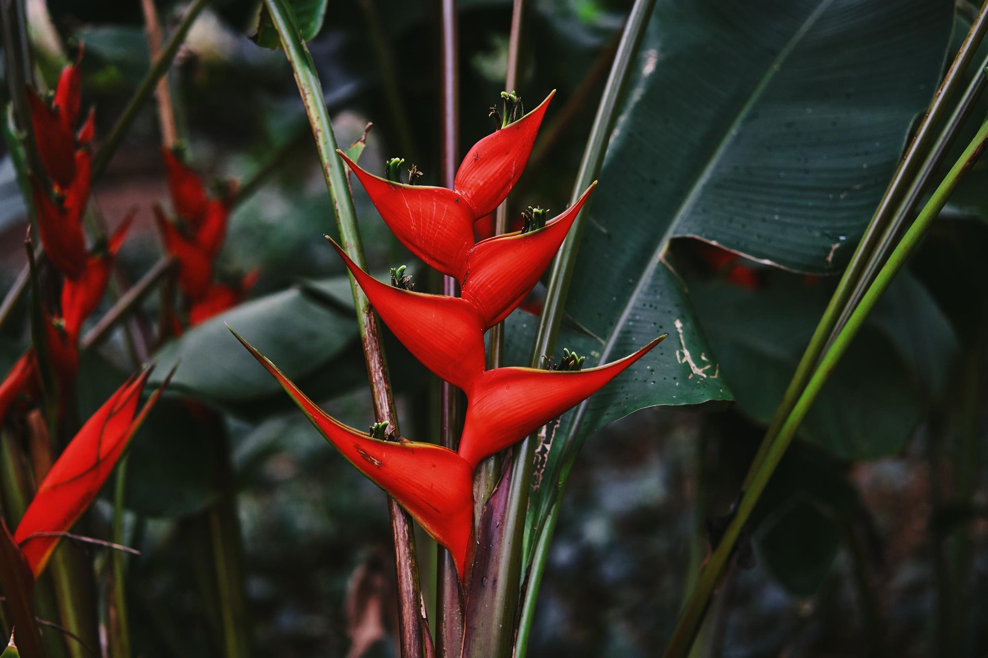 Heliconia at Allerton Garden ... Credit HTA  Jakob Owens