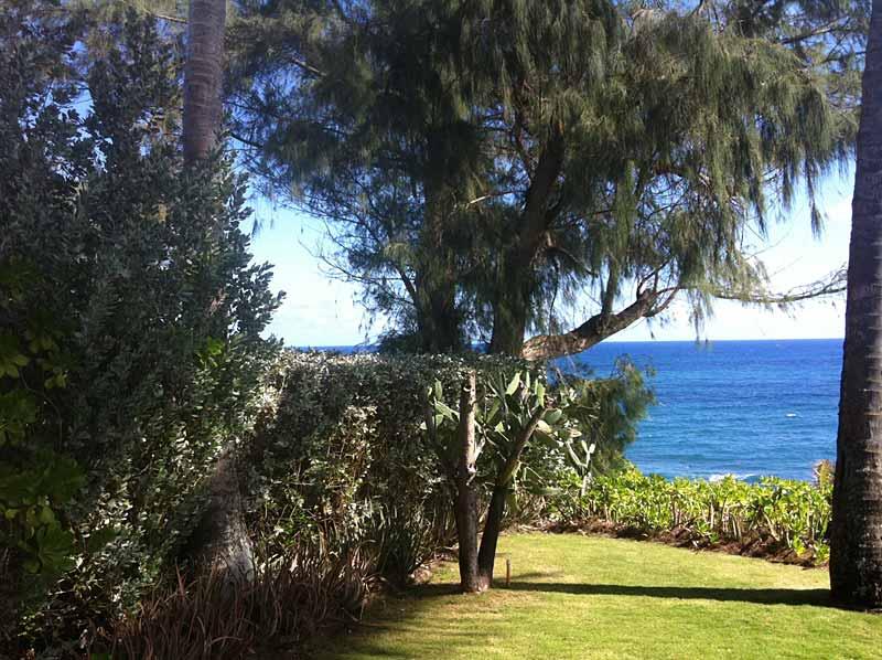 View from the outdoor shower