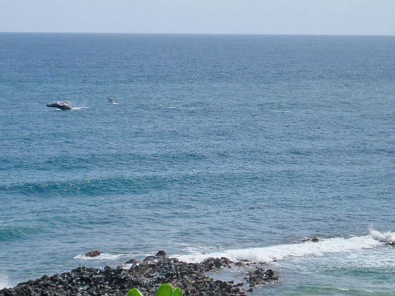 In season humpback mother and baby just outside the breakwater