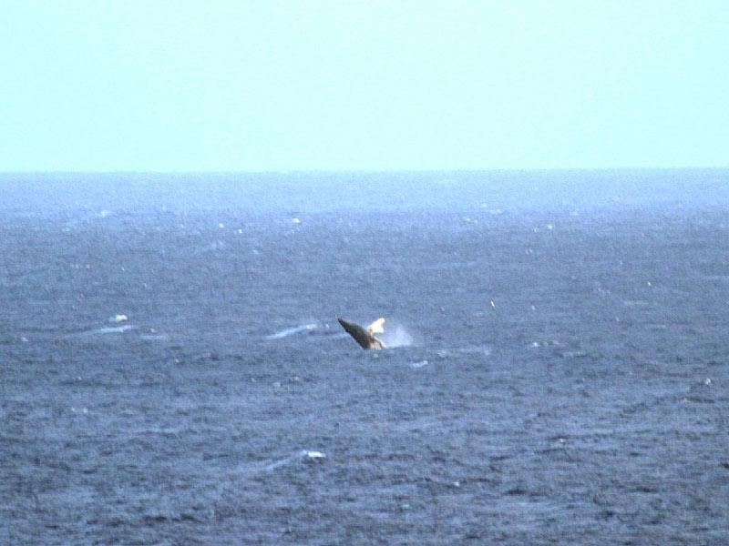 In season see humpback whales breaching from the ocean side lawn