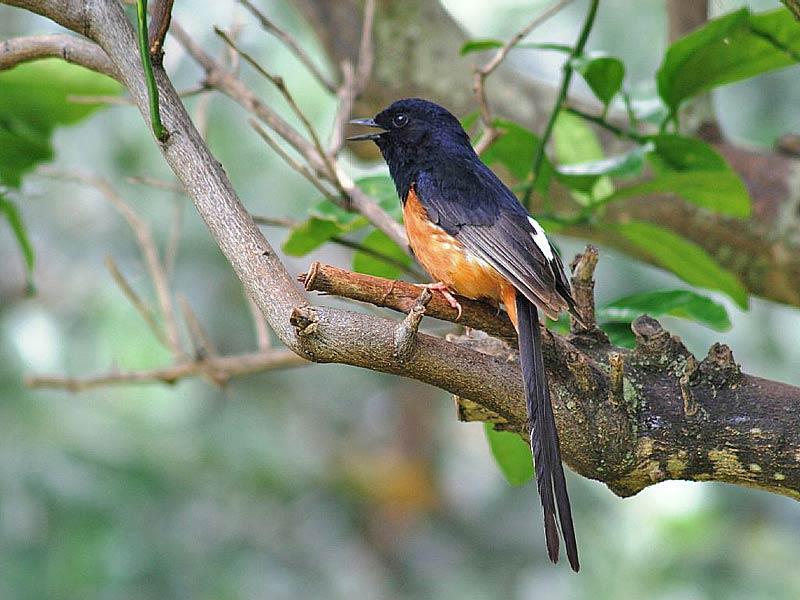 Male Whiterumped Shama in the backyard. An incredible song