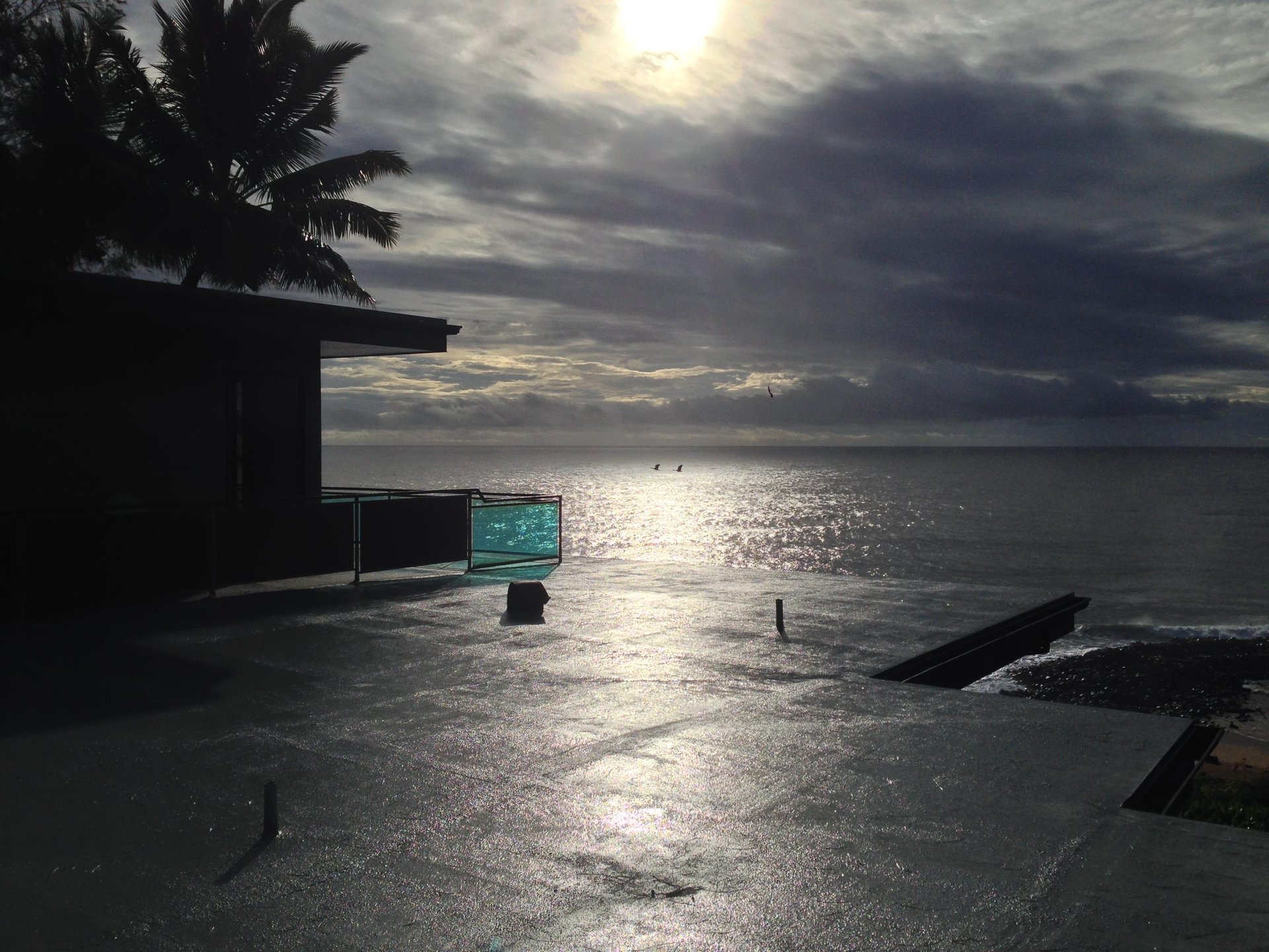 Rare Hawaiian Nenes do an early morning flyby after a rain