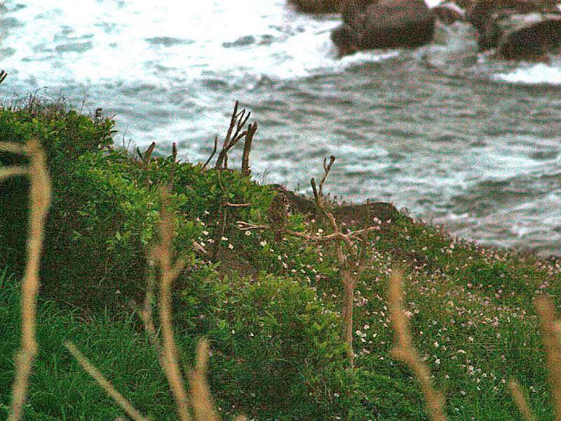 Pueo, the Hawaiian owl, coming for a visit