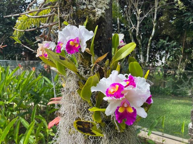 We love the abundance of Orchids that thrive on this property