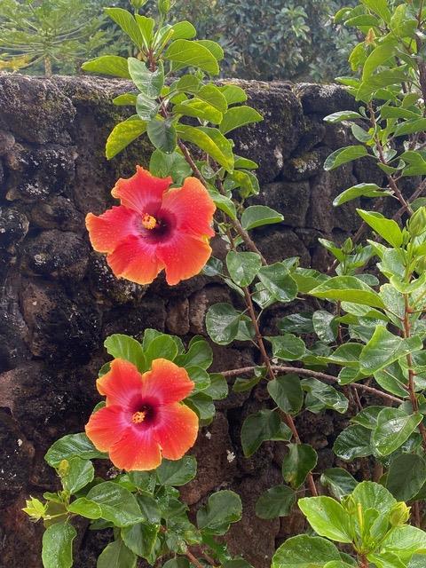Beautiful hibiscus flowers
