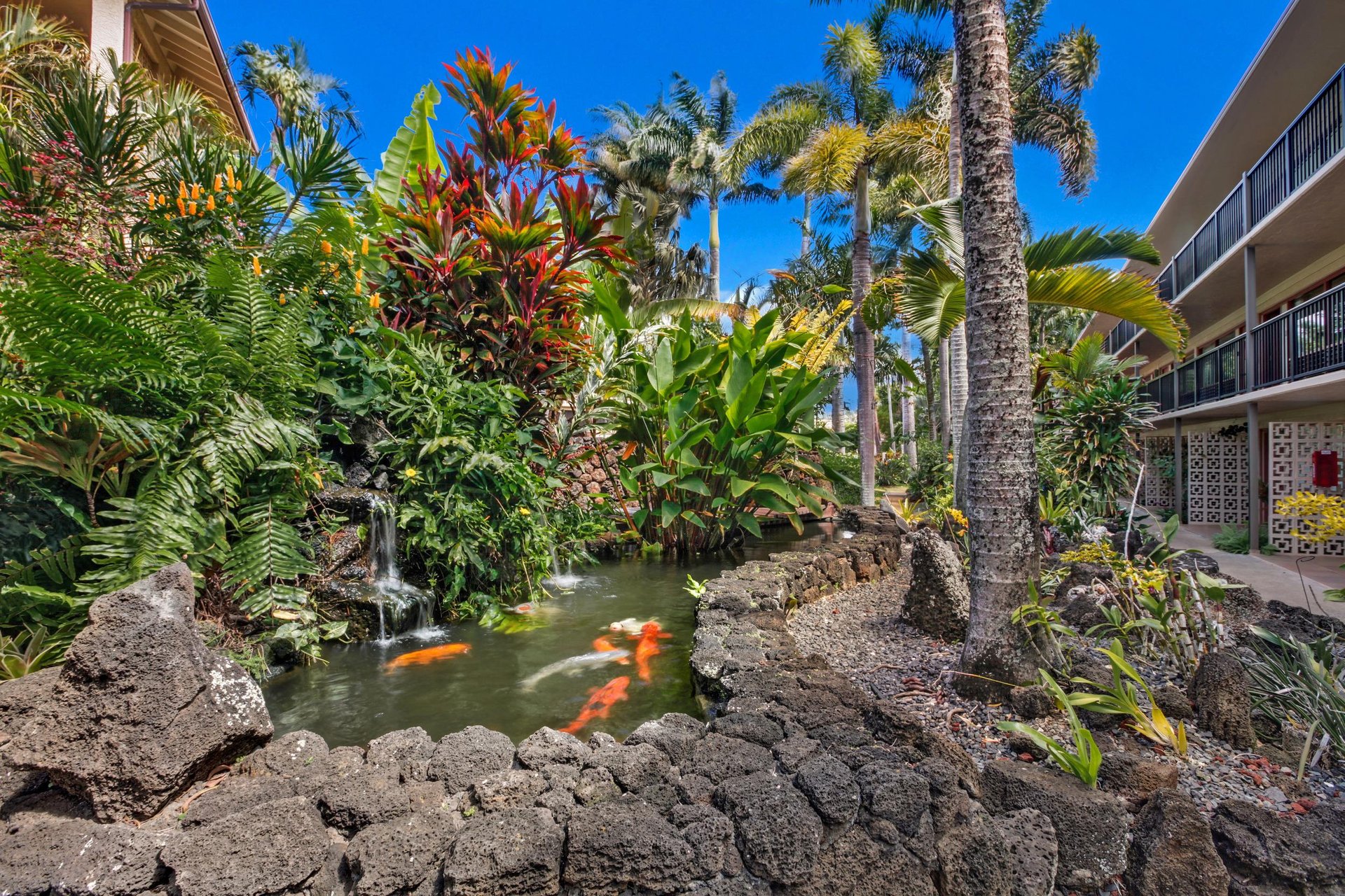 Prince Kuhio Koi pond
