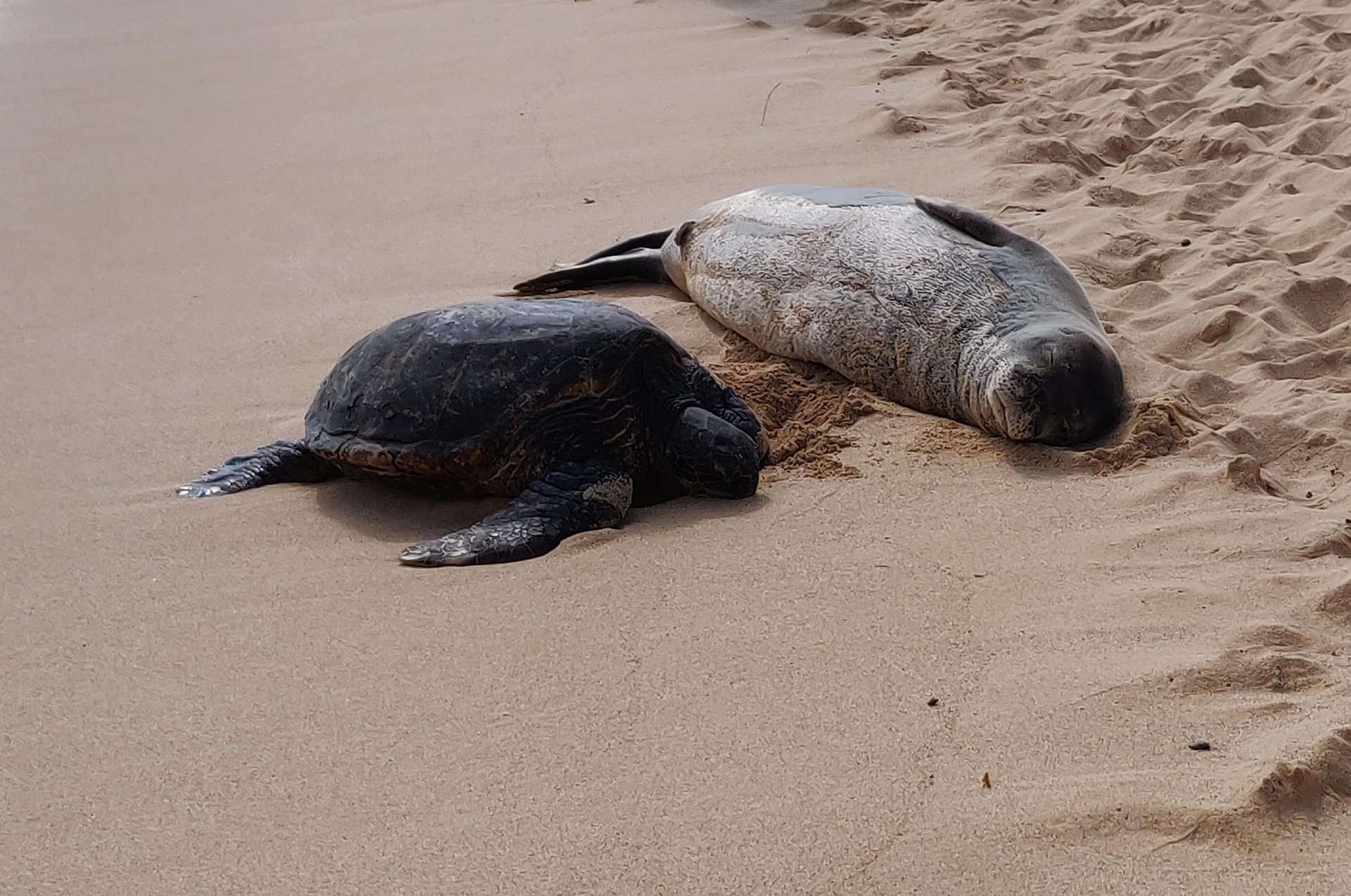 Unusual beach buddies
