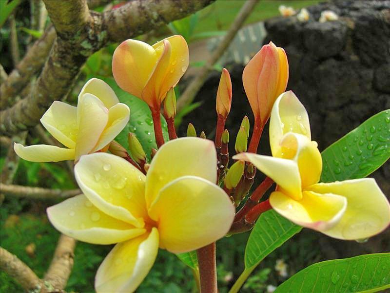 Plumeria