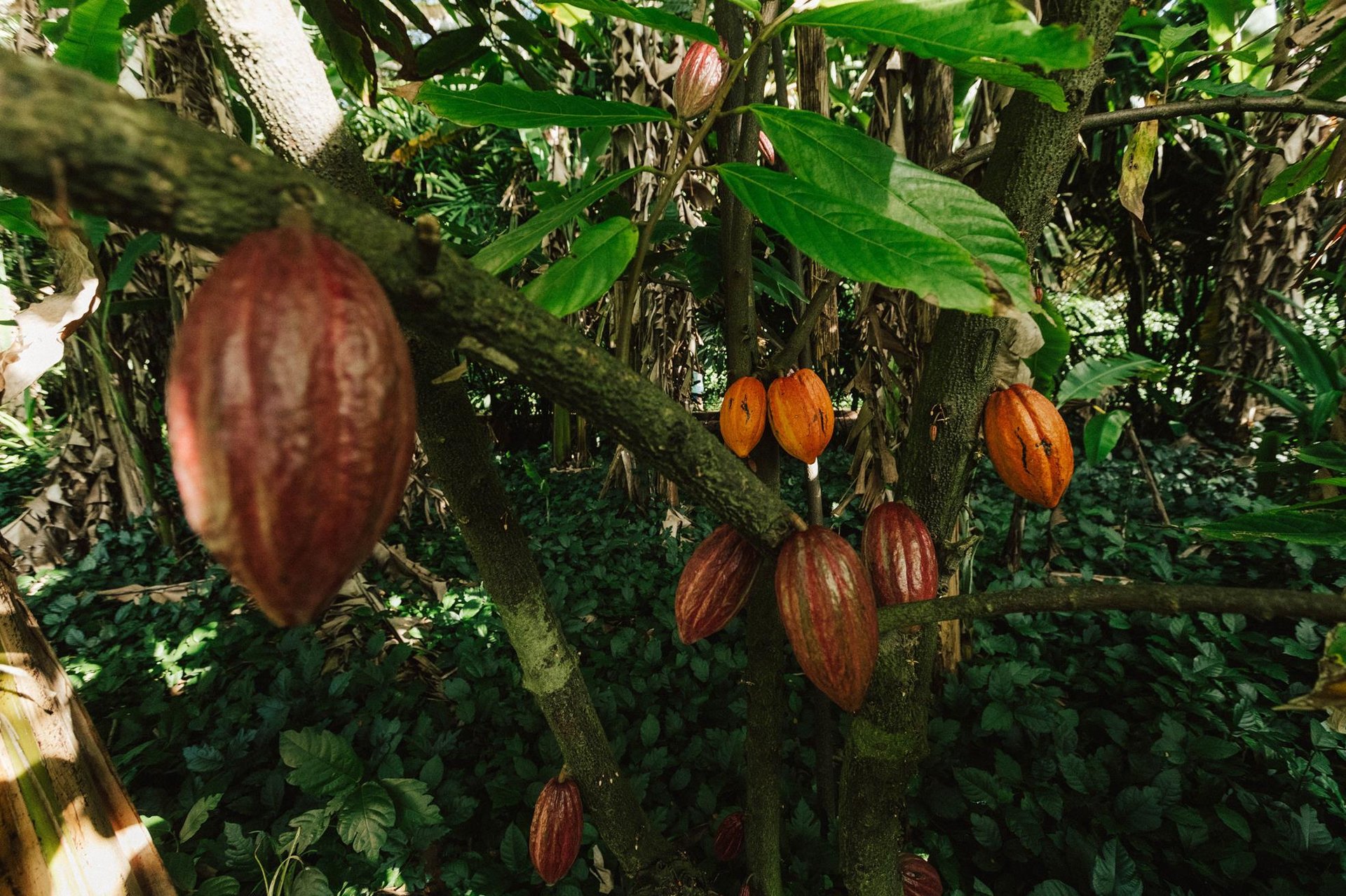 Local grown Cacao pods ... Credit HTA  Ben Ono