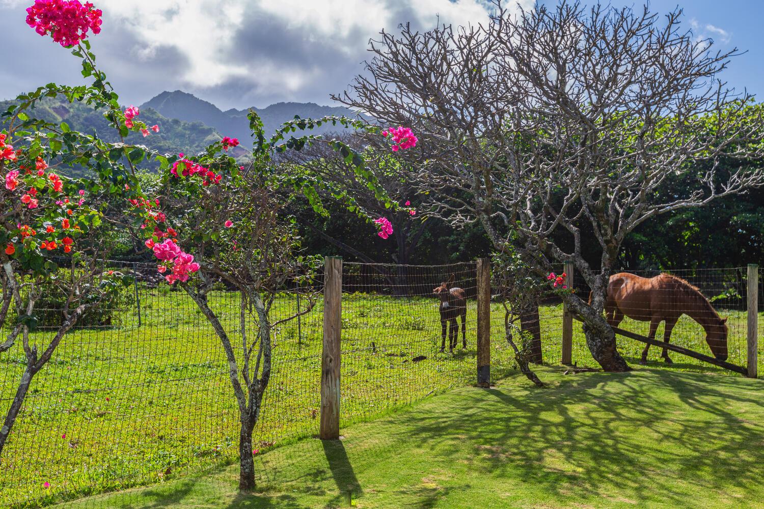 Bougainvillea tree
